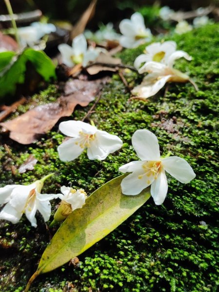 林口新林老公崎步道2773696