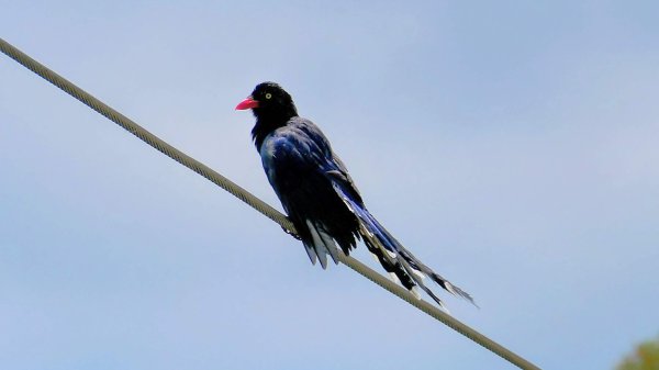 內雙溪自然中心2808704