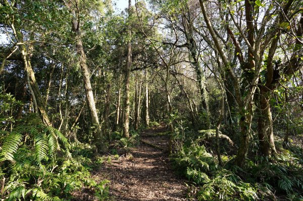 新北 新店 直潭山、二龍山2703902