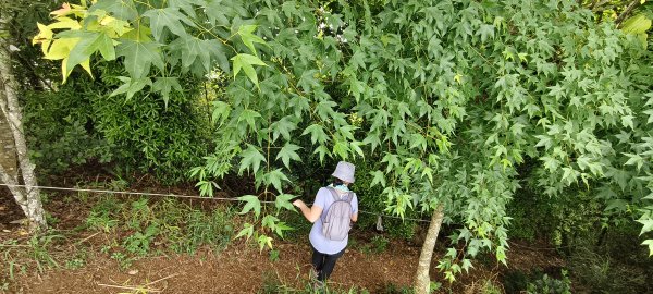 2025/04/20_鷂婆山步道2766606