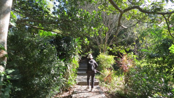 《台中》落雨松季｜石岡挑物古道O繞下情人木橋202501122687617