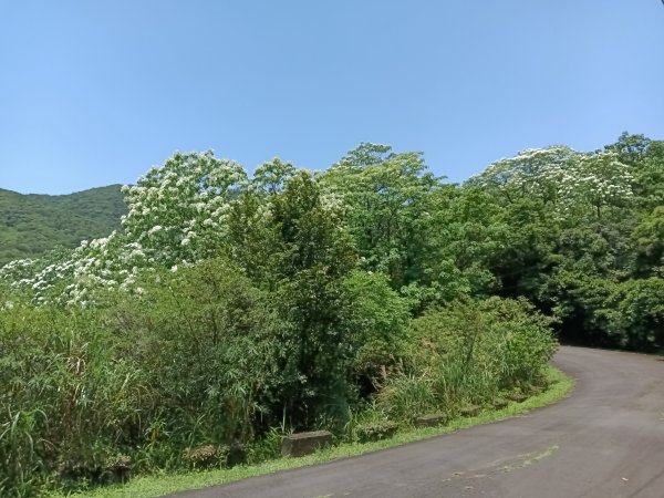 汐止區夢湖秘境桐花夢幻2773490