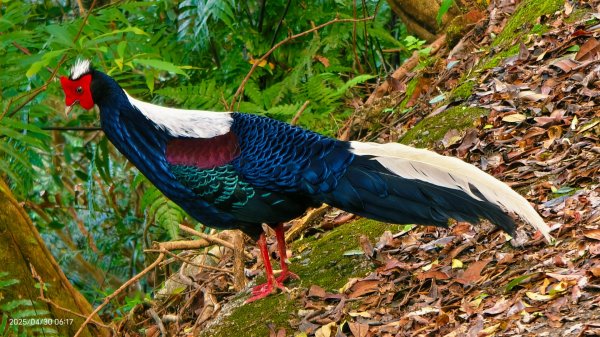 翡翠水庫壩頂 #火燒雲雲海 #日出雲海 #鱷魚島 #藍腹鷴 4/292773471