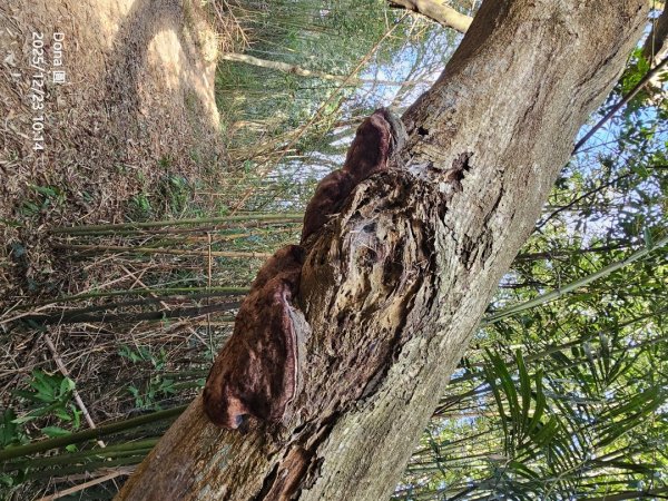 20251223芎林文林古道O走+雞寮坑山+芎林顯伯公野餐2975937