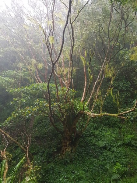  雨下不停之浸水營古道~908005