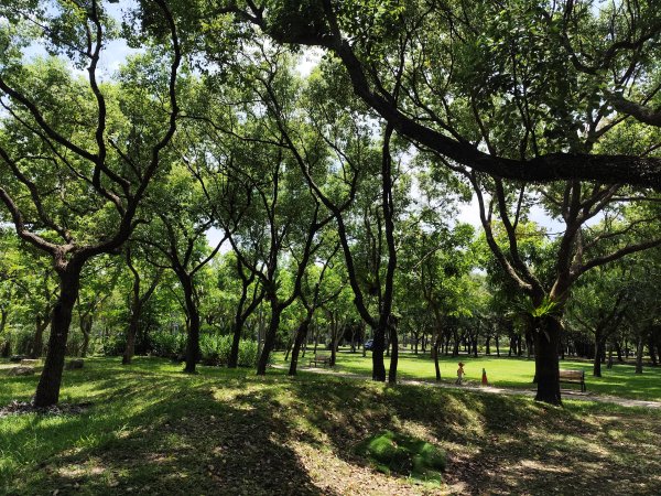 大港墘公園、大安森林公園、大稻埕、天母【走路趣尋寶】【臺北健走趣】2554255