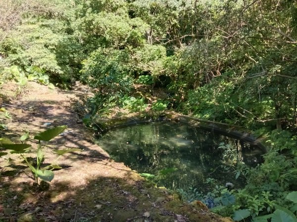 坪林區南闊瀨行(枋山坑古道+枋山坑崙+闊瀨越嶺保甲路O型)2916774