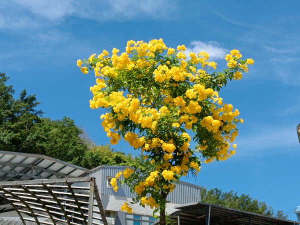 基隆市金交椅山+金交椅南峰+紅淡山東北峰、北北峰、北峰+紅淡山+厲翼嶺出三坑車站2903180