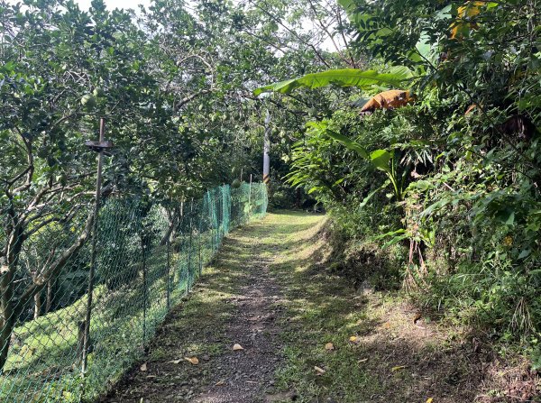 [皮皮獅探險隊-01/10] 2025_0706 六寮古道2830746