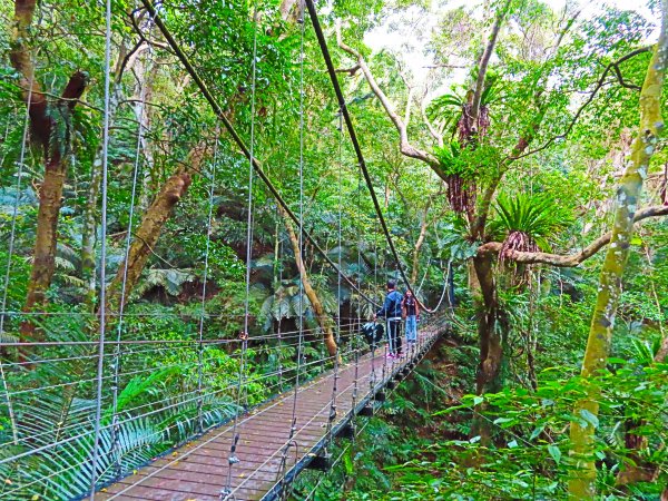 台灣阿凡達奇幻森林國度：大板根森林步道