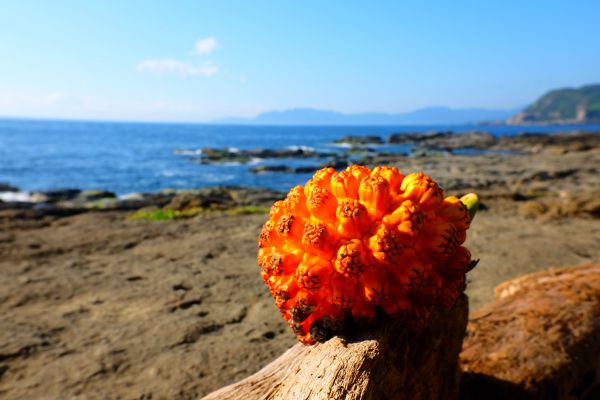 山海一線....鼻頭角步道333721