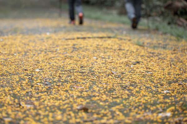 穿越茶金歲月：石光古道與露德聖母朝聖地