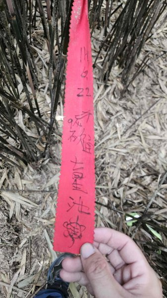 20250917七星山北北峰上北峰-主峰-南峰-摘星峰+紗帽山南峰2889387