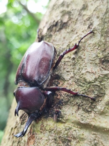 夏日甲蟲祭典（羊稠森林步道，龜山福源山-山佳車站）2826607