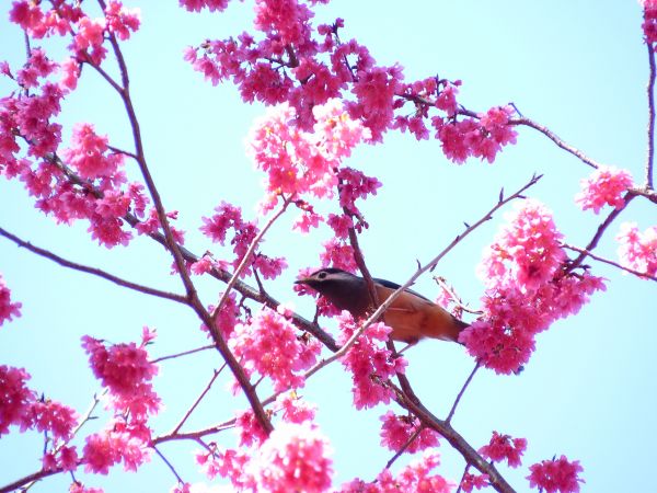 20110206八仙山賞櫻168795