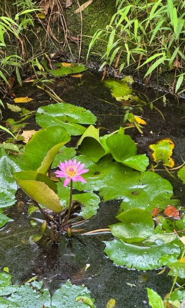 大艽芎古道縱走 新/溪州山(小百岳#23) 出溪州公園2893952