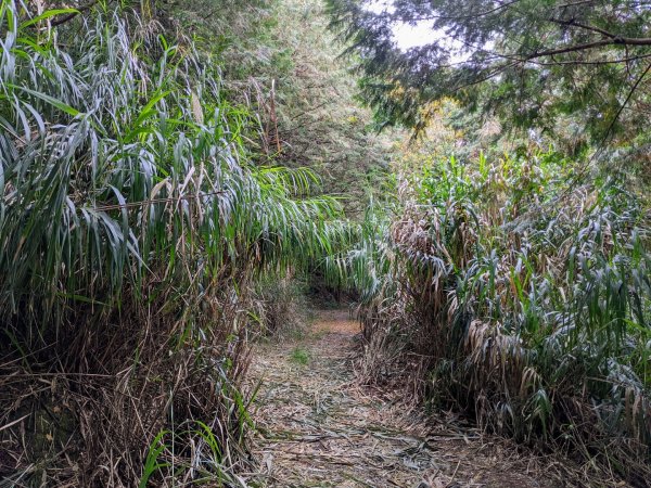2021-12-23小關山林道神池小關山1561715
