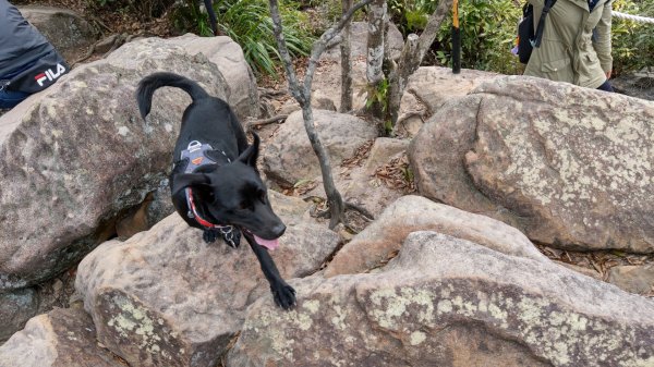 內湖金面山步道890436