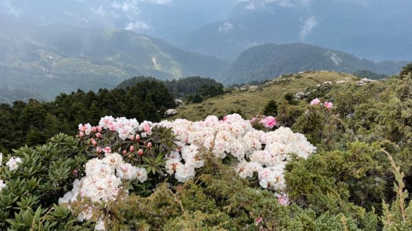 1100416石門山杜鵑花1352870