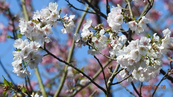 春暖花開，鳥語花香1633878