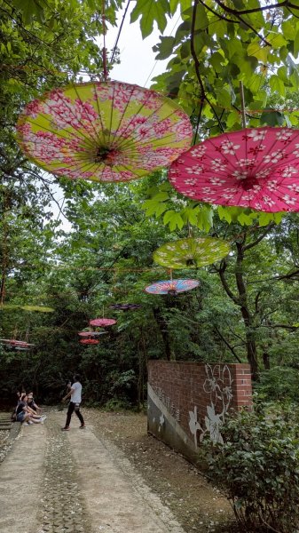 114.05.04三芝桐花步道-百年田梯步道-大鵬足湯公園2779885