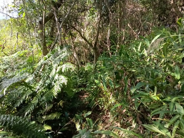 基隆市/萬里區界寮縱走之三界山+三界山西峰+開眼尖山+七分寮山+瑪七產道山泉水接水亭2979562