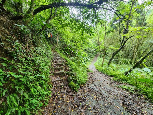 20250427大山背山田寮山毬子山騎龍山2933677