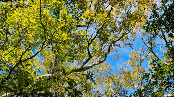 1101105內鳥嘴山.北得拉曼巨木1504309