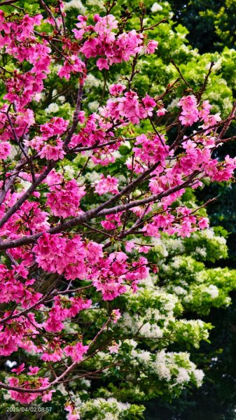 #綠繡眼 訪花 #吉野櫻 #天元宮 #楓樹湖 03162750776