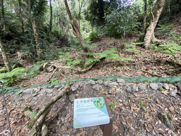 《雪山坑登山步道｜巨人之手森林秘境 Xueshankeng Hiking Trail & Giant2971096