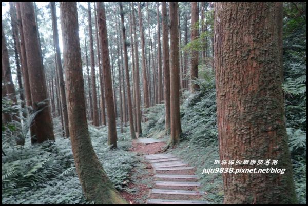 東眼山自導式步道217352