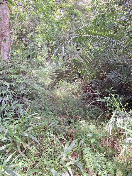 望龍埤三山O型202509272901705