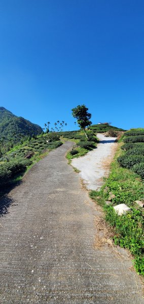 2023-11-11挑筍古道（大尖山、後棟仔山步道）2346026