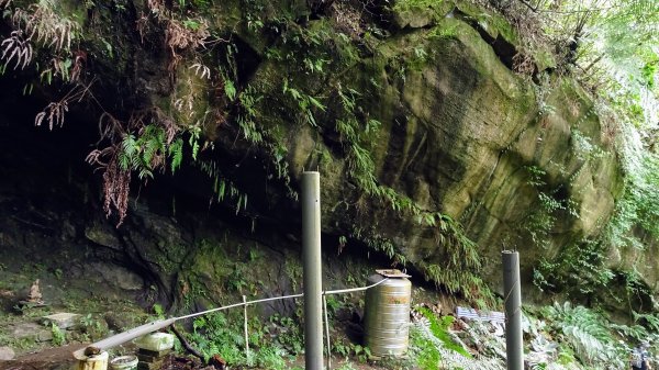 樹梅古道,不二法門2240018