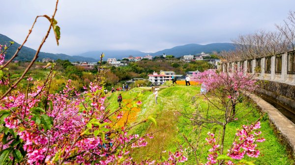 鵝尾梯田櫻花巷