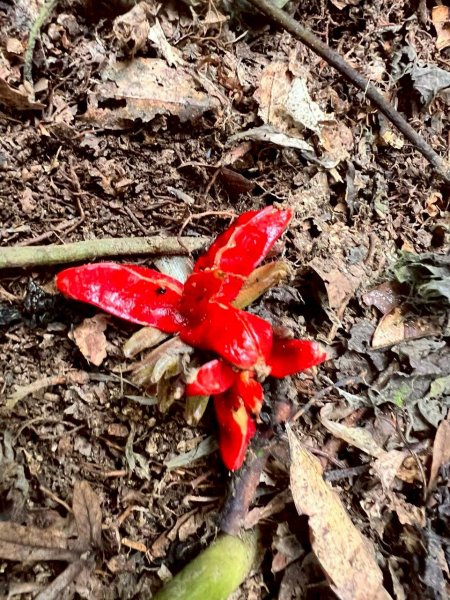 🌈12/14(日)南部最佳百岳練習場~小百岳-尾寮山✨FB：熊熊趴爬走🌈2961712