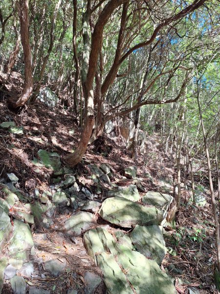 稍來神木+稍來山+稍來山南峰O型202412292678976