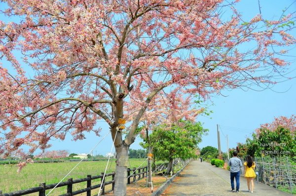 【台南】新寮花旗木步道.三月櫻下起桃紅陣雨