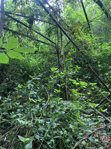 20250929台南草坪埔山-牛息山-竹腳湖山西北峰2899776