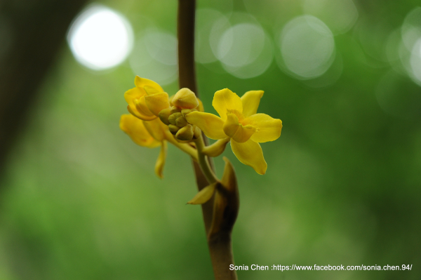 懂你的人， 一眼就會記得 2025 D0509  小囊山珊瑚