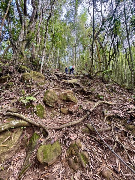 豹牙登山口上鳳凰山/小百岳#533069665