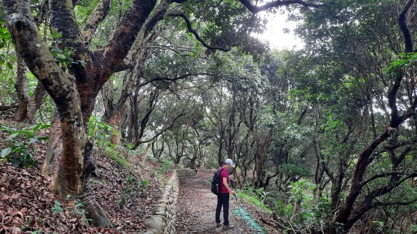 《彰化》鷹鳴蝶舞｜八卦山大嶺巷步道群202306042171643