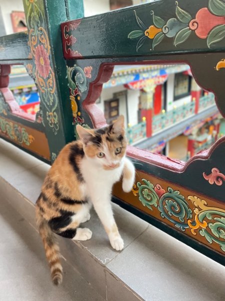 西藏♥️可愛動物🐎人物寫真/拉薩旅拍/美食2903004