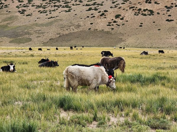 西藏♥️可愛動物🐎人物寫真/拉薩旅拍/美食2911680