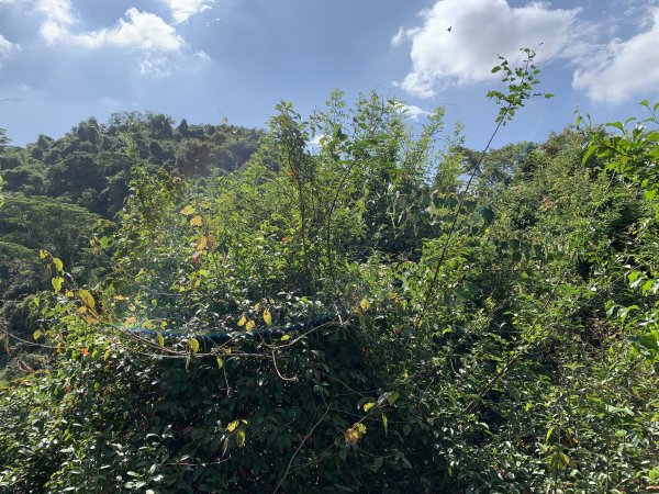 20250315屏東頭崙山-頭崙山西北峰2737230