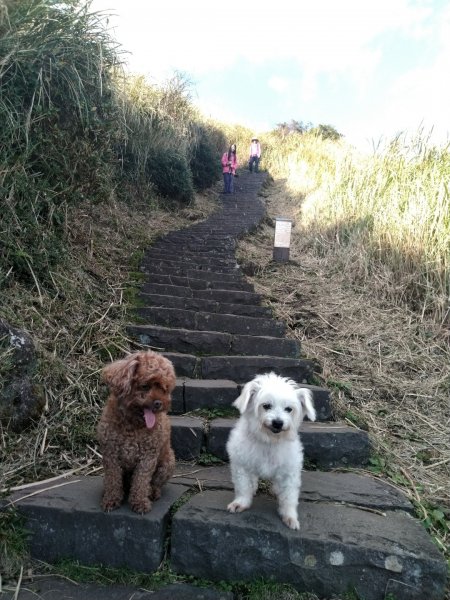 1081215陽明山主，東峰O型走走散步776236