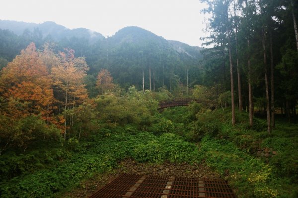 溪頭自然教育園區2016951