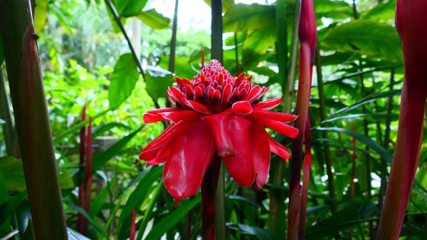 台北植物園3051138