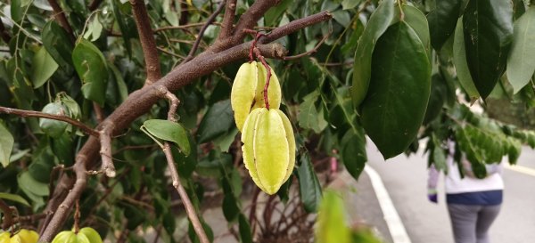 2026/02/08_老銃櫃、、三連埤步道 雙O型2995870