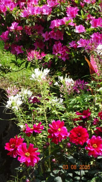 追花是簡單的快樂，賞花是恬淡的幸福。871153